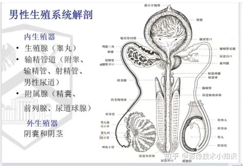 陰莖相|男性生殖系统结构